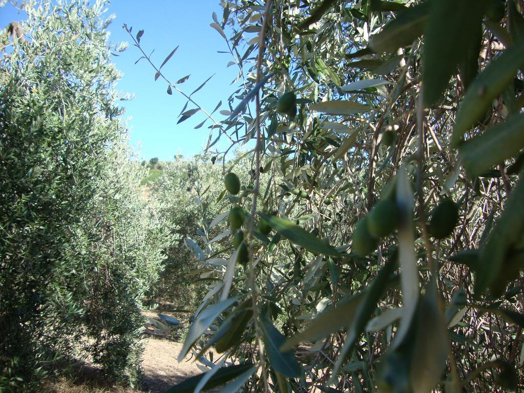 Agriturismo Podere Selvette Campagnatico Экстерьер фото